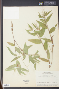 Panicum commutatum image