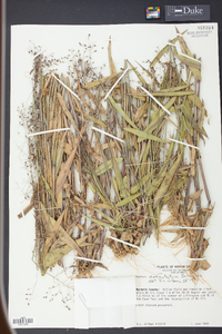 Panicum commutatum image