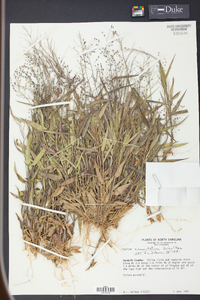 Panicum commutatum image