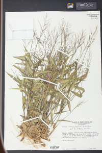 Panicum commutatum image