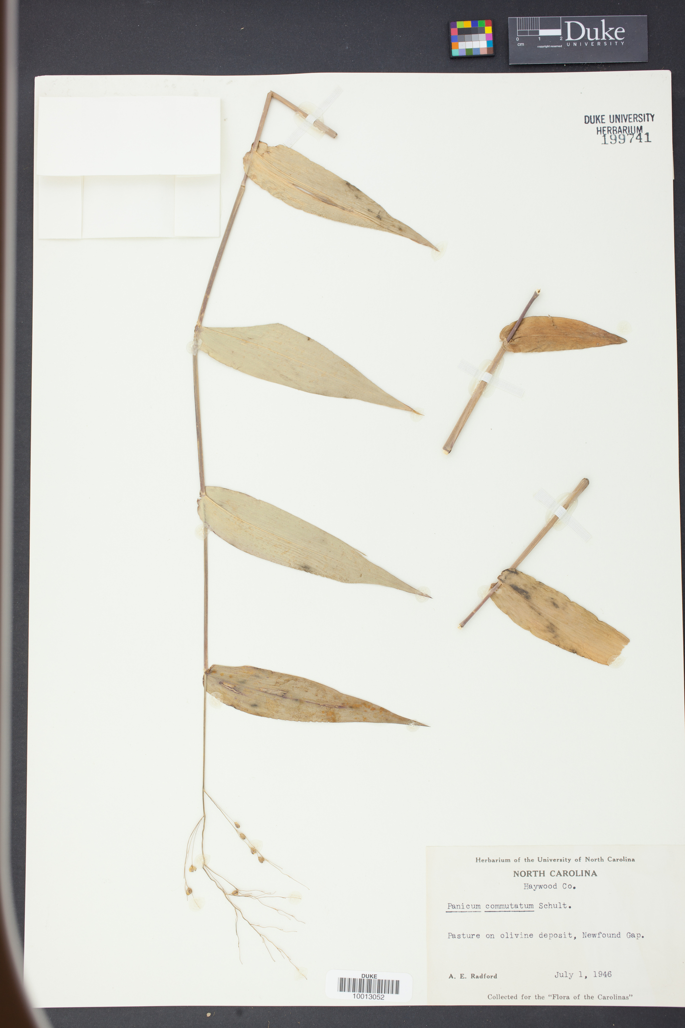 Panicum commutatum image