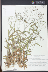 Panicum commutatum image