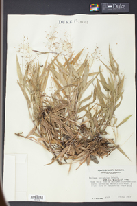 Panicum commutatum image