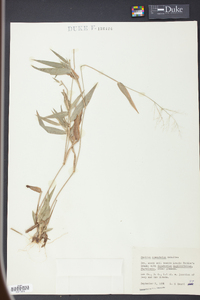 Panicum commutatum image