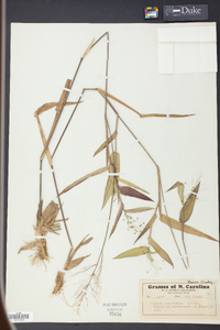 Panicum commutatum image