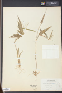 Panicum commutatum image