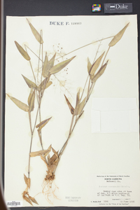 Panicum commutatum image