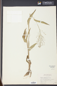 Panicum commutatum image