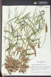 Panicum commutatum image