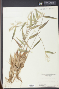 Panicum commutatum image