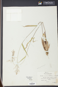 Panicum commutatum image