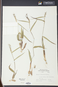 Panicum commutatum image