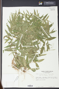 Panicum commutatum image