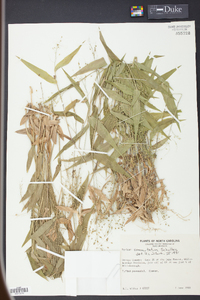 Panicum commutatum image