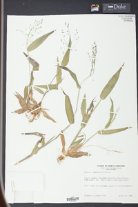 Panicum commutatum image