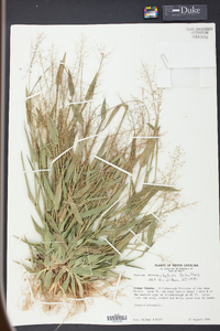 Panicum commutatum image