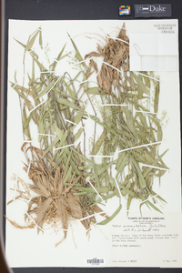 Panicum commutatum image
