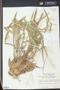 Panicum commutatum image