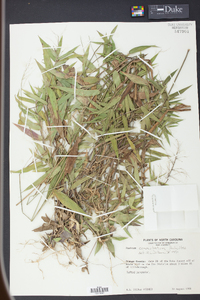 Panicum commutatum image