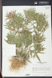 Panicum commutatum image