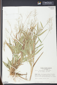 Panicum commutatum image