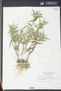 Panicum commutatum image