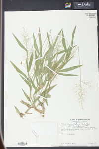 Panicum commutatum image