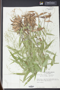 Panicum commutatum image