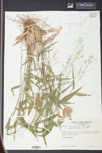 Panicum commutatum image