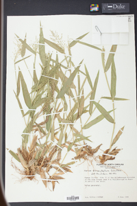 Panicum commutatum image