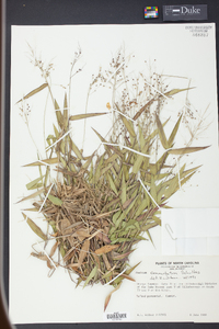 Panicum commutatum image