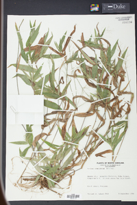 Panicum commutatum image