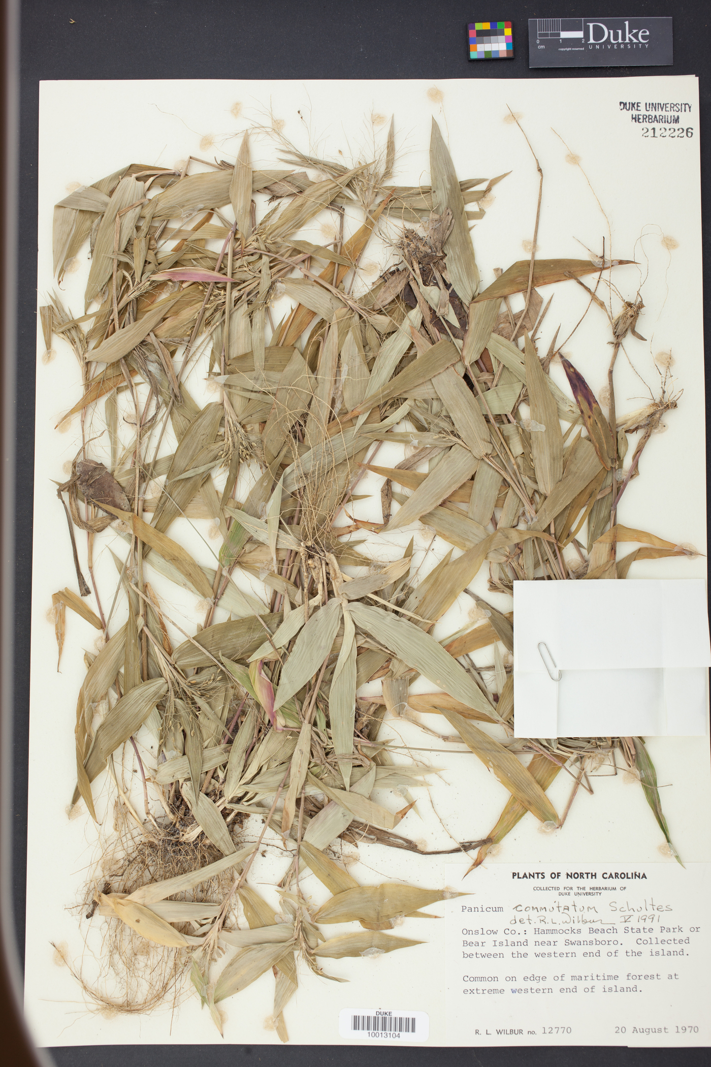 Panicum commutatum image