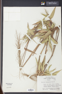 Panicum commutatum image