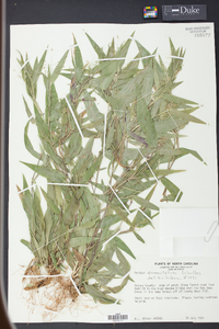 Panicum commutatum image