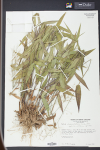 Panicum commutatum image