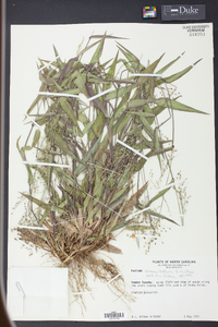 Panicum commutatum image