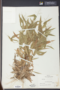 Panicum commutatum image