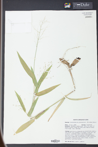 Panicum commutatum image