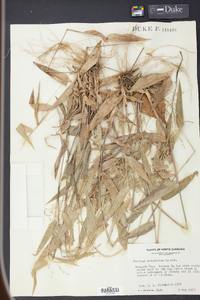 Panicum commutatum image