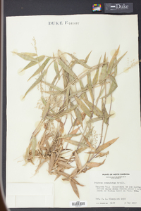 Panicum commutatum image