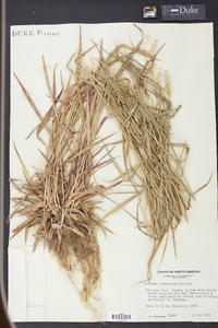 Panicum commutatum image