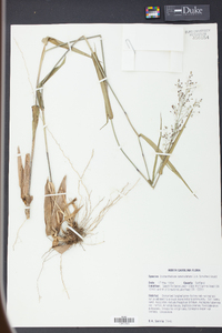 Panicum commutatum image