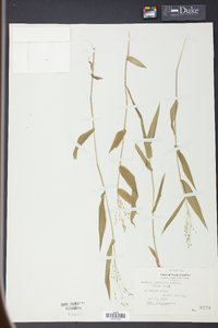 Panicum commutatum image