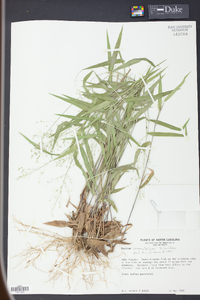 Panicum commutatum image