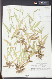 Panicum commutatum image
