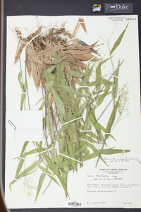 Panicum commutatum image