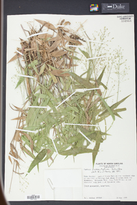 Panicum commutatum image