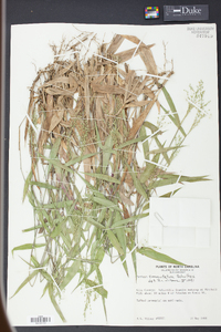 Panicum commutatum image