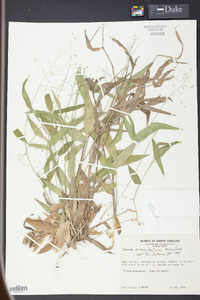 Panicum commutatum image